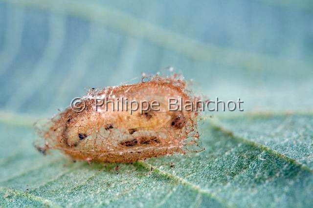 Thomisidae_1295.JPG - France, Araneae, Thomisidae, Araignée-crabe, Larve de Polysphincta boops (Ichneumonidae, Pimplinae), ectoparasite de Thomise, Crab Spider